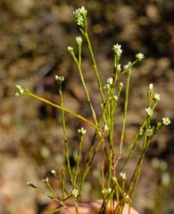Diosma meyeriana