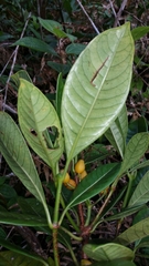 Psychotria
