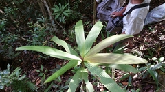 Dypsis