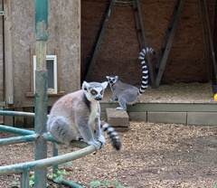 Lemur