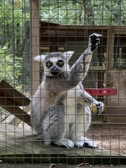 Lemur