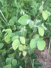 Desmodium rotundifolium