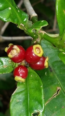 Psychotria