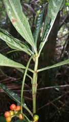 Psychotria pachygrammata image