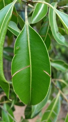 Calophyllum