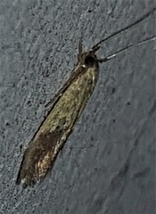 Opogona protodoxa