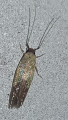 Opogona protodoxa