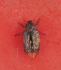 Anoxia matutinalis
