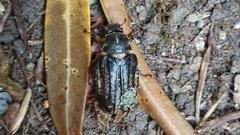 Anoxia matutinalis