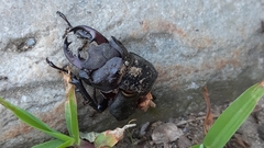 Lucanus tetraodon