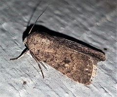 Athetis reclusa