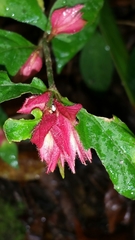 Acanthaceae