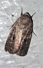 Athetis reclusa