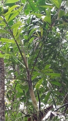 Dypsis