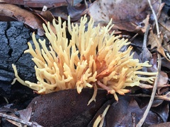 Ramaria watlingii