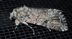 Spodoptera umbraculata