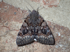 Catocala epione