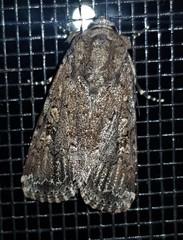Spodoptera umbraculata