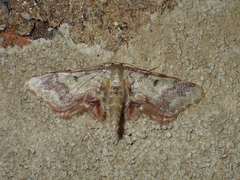 Idaea furciferata