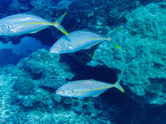 Pseudocaranx dentex