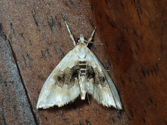 Lipocosma sicalis