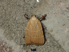 Parachma ochracealis