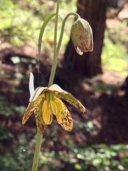 Fritillaria micrantha