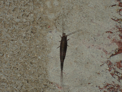 Meinertellidae