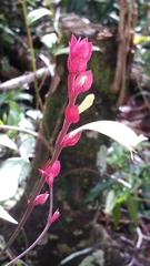 Hypoestes