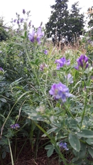 Medicago sativa sativa