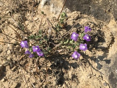 Scutellaria potosina