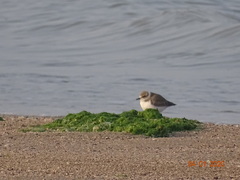 Charadrius alexandrinus