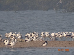 Haematopus ostralegus