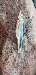 Couesius plumbeus