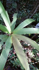 Dypsis