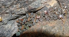 Conophytum luckhoffii