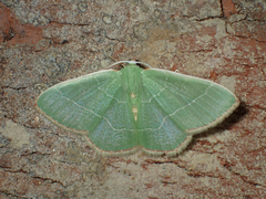 Nemoria lixaria