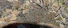 Conophytum luckhoffii