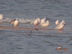 Chroicocephalus genei