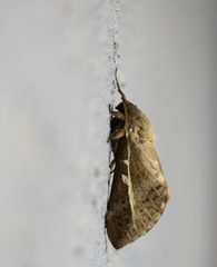 Oxycanus