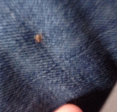 Dermacentor occidentalis