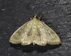 Crocidophora serratissimalis