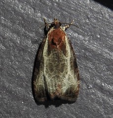 Olethreutes quadrifidum