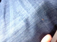 Dermacentor occidentalis