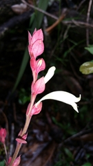 Hypoestes