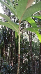 Dypsis