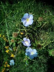 Linum alpinum