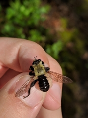 Laphria virginica