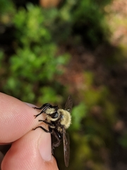 Laphria virginica