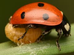 Dinocampus coccinellae